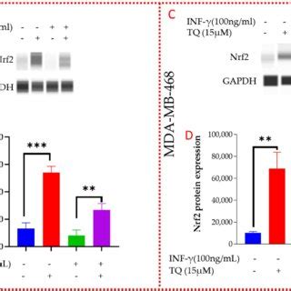 TQ Modulatory Effect On Nrf2 Protein Expression In MDA MB 231 And