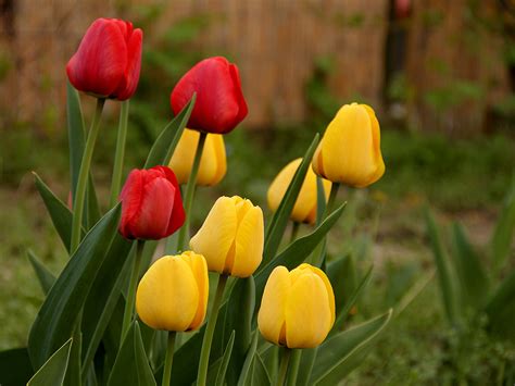 Tulpe 007 Kostenloses Frühling Hintergrundbild