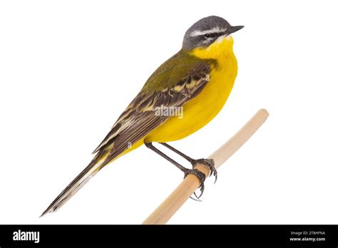 Western Yellow Wagtail Isolated On White Background Stock Photo Alamy