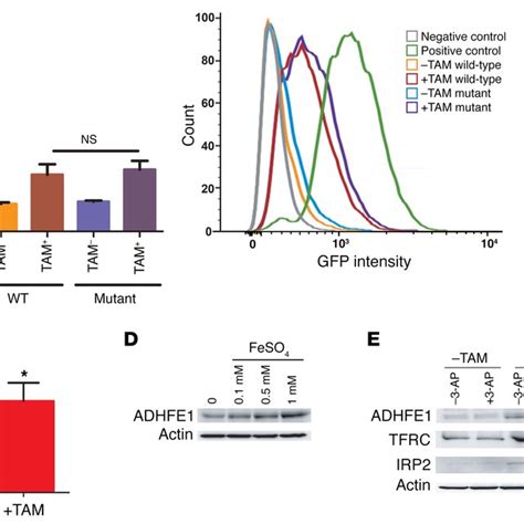 Adhfe1 Promoter Activity In Hmec Myc Cells And Induction Of Adhfe1