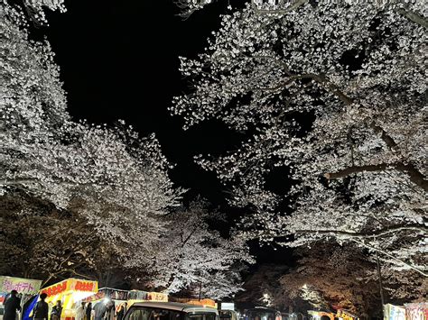 夜桜｜野田市の新築・中古戸建てはひだまりハウス