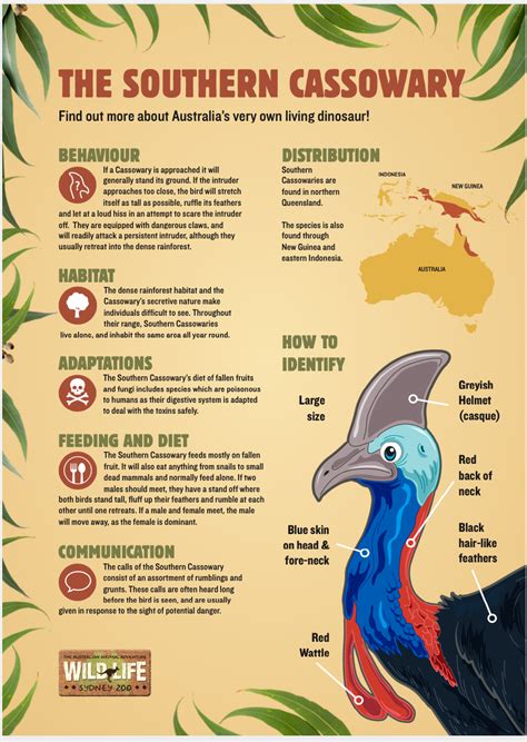 All About The Southern Cassowary-Merlin's Education Toolbox