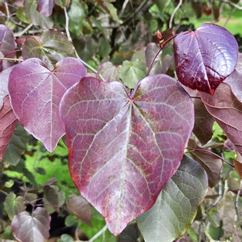 Cercis Canadensis Merlot Eastern Redbud