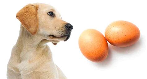 Can Dogs Eat Eggs?