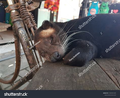 luvak images stock  vectors shutterstock