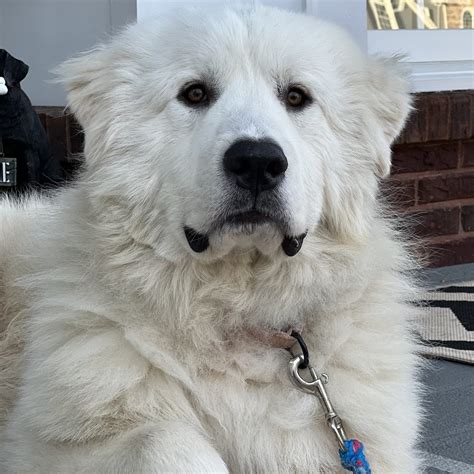 Tobias Great Pyrenees Rescue Of Atlanta