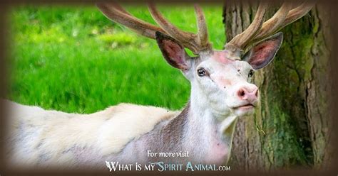 White Stag Symbolism And Meaning Spirit Totem And Power Animal