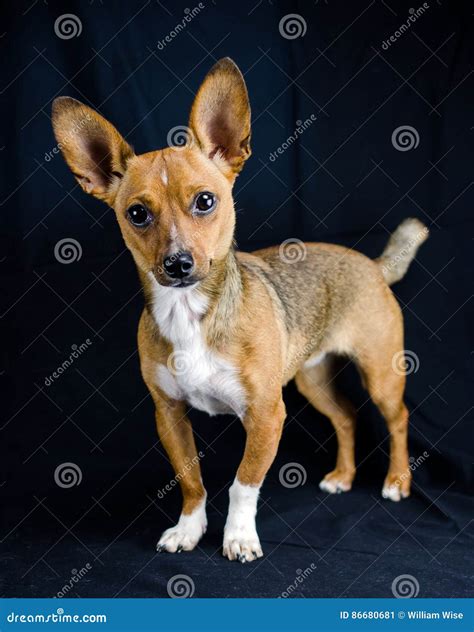 Rat Terrier Chihuahua Mixed Breed Dog Stock Image - Image of companion, blond: 86680681