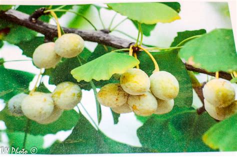 Ginkgophyta Ginkgo Biloba Female Cones Igor Yakushkin Flickr