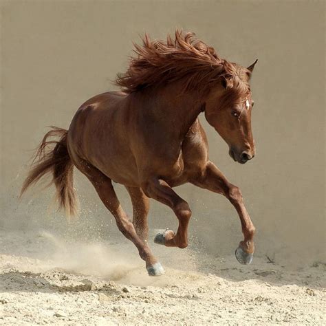 Beautiful-Horse-Running-Horses Photography | Horses, Horse pictures ...