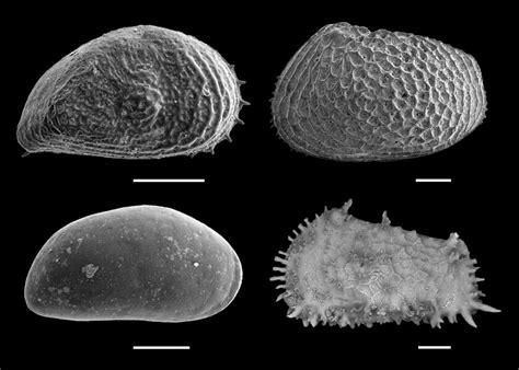 Gli Scienziati Scoprono La Migrazione Verso Sud Di Specie DellOceano