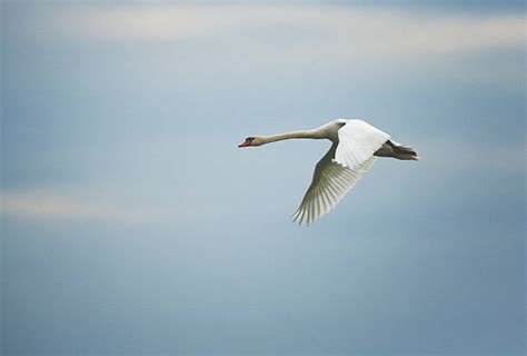 Royalty Free Swan Flying Pictures, Images and Stock Photos - iStock