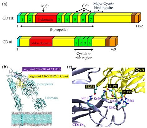 Toxins Free Full Text Structurefunction Relationships Underlying