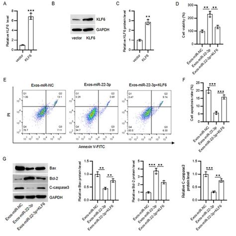 Upregulated KLF6 Reverses Exosomal MiR 22 3p Mediated Effect On MOGC