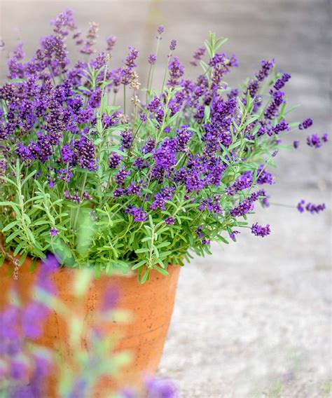 How To Grow Lavender In Pots Expert Tips For Success Homes Gardens