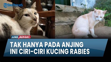 Ini Ciri Ciri Kucing Rabies Yang Perlu Diwaspadai Youtube