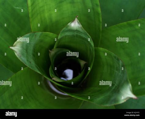 Alcantarea Imperialis Rubra Hi Res Stock Photography And Images Alamy