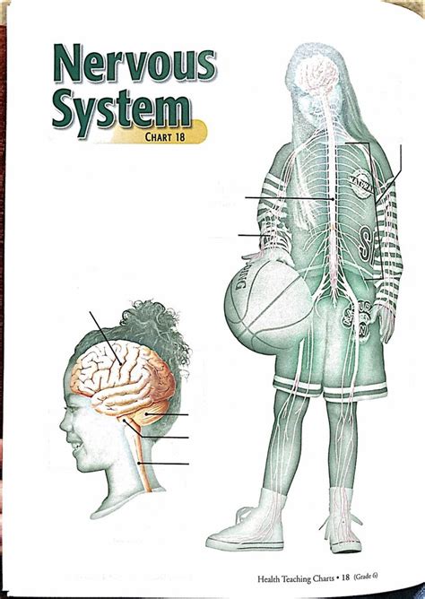 Abeka Health Teaching Charts Nervous System Diagram Quizlet