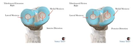 Tibiofemoral Arthrokinematics – BicycleFitGuru.com