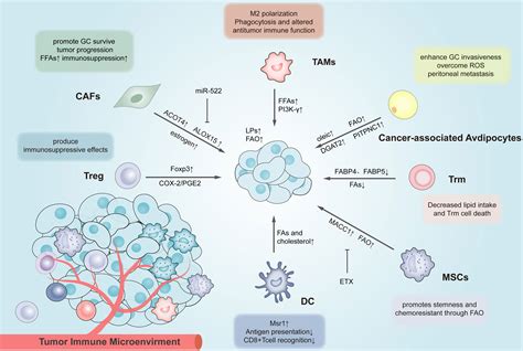 Frontiers The Role Of Lipid Metabolism In Gastric Cancer