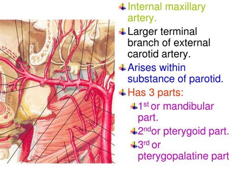 Ppt Maxillary Artery Powerpoint Presentation Free Download Id 9505243