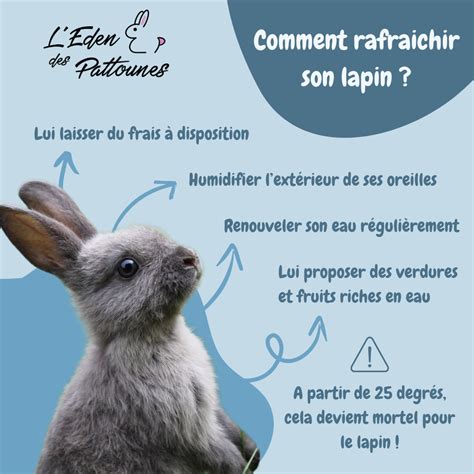 COMMENT RAFRAICHIR UN LAPIN L Eden Des Pattounes