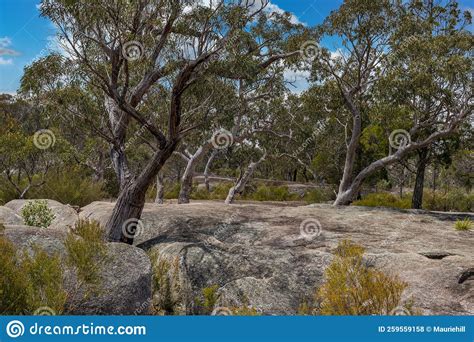 Girraween National Park Stock Photo Image Of Reserved 259559158