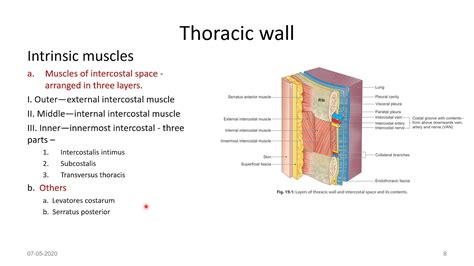 Thoracic Wall Intercostal Space Youtube