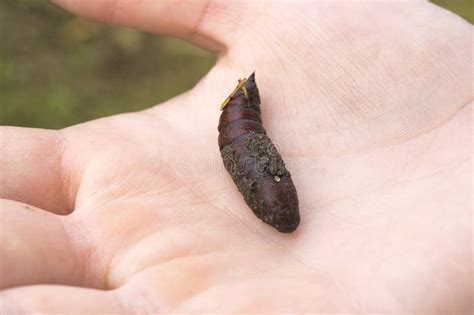 Butterfly Cocoon In Hand In The Farmer Garden The Beginning Of Stock