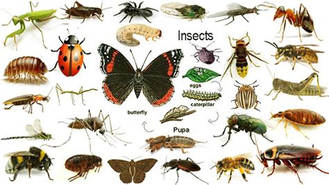 Names Of Insects List Of Insects In English With Pictures Aprender ...