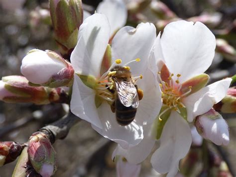 Bunga Pohon Almond Foto Gratis Di Pixabay Pixabay