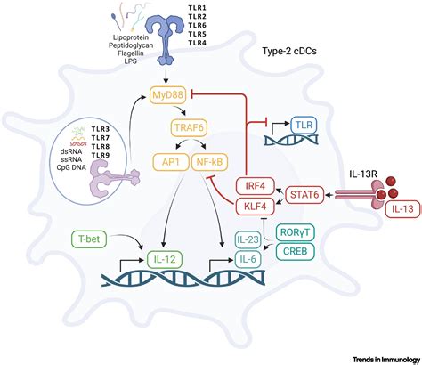 A Model Of Th2 Differentiation Based On Polarizing Cytokine Repression