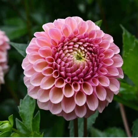 Bracken Rose Dahlia Tuber