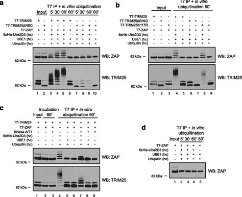 Rna Is A Scaffold For Trim25 Mediated Ubiquitination Of Zap A