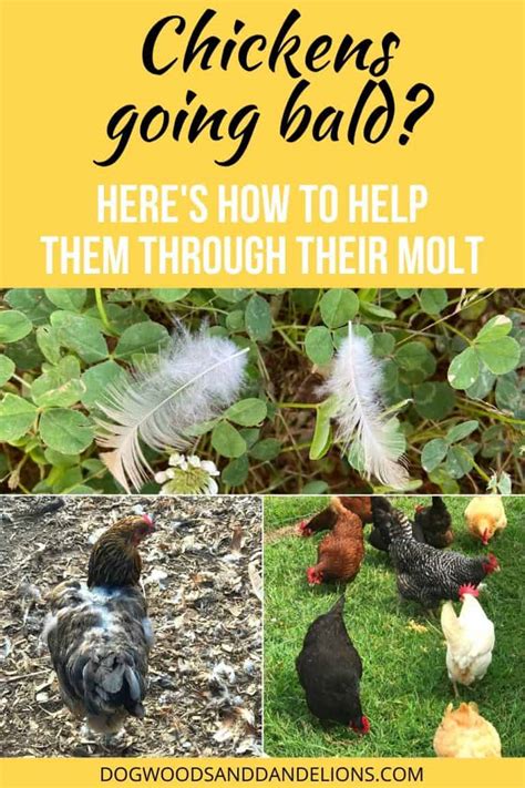 How To Help Your Molting Chickens Dogwoods And Dandelions