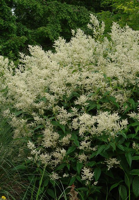 Persicaria Polymorpha Knoll Gardens Ornamental Grasses And