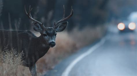 Missouri deer hunting starts slow thanks to acorns, MDC says | ksdk.com