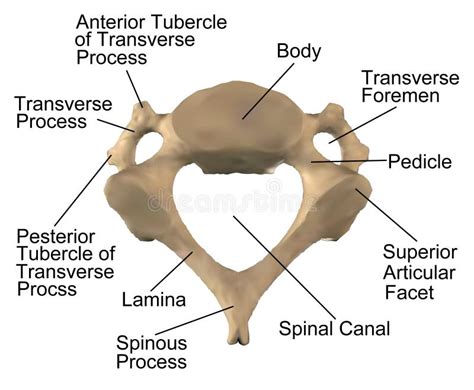 Anatomy cervical Free Stock Photos - StockFreeImages