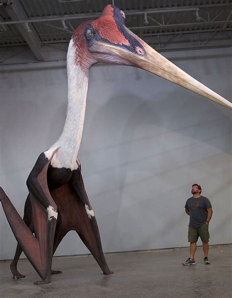 This Is Quetzalcoatlus Northropi It Is The Largest Pterosaur Ever