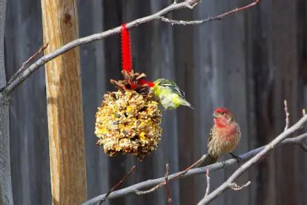 20 Best DIY Pine Cone Bird Feeder Craft Ideas