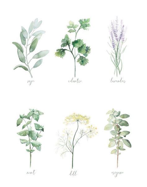 Pin By Maxie Jingles On Art Currently Working On Watercolor Herbs