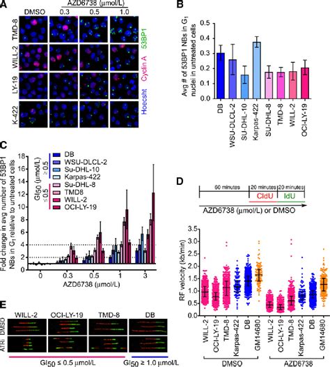 Figure From Differential Activity Of Atr And Wee Inhibitors In A