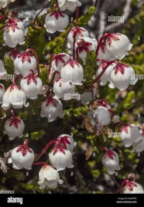 White Mountain Heather Cassiope Mertensiana In Flower In The High