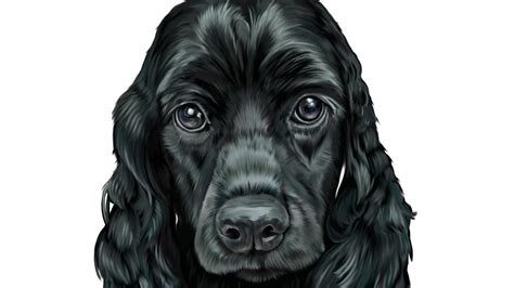 Digital Painting Time Lapse English Cocker Spaniel Youtube