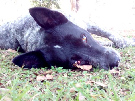 Roxy the Kelpie, Blue Heeler Mix - DogPerDay