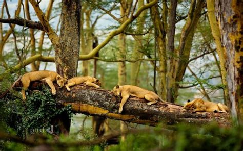 Wallpaper Trees Forest Animals Nature Sleeping Branch Lion