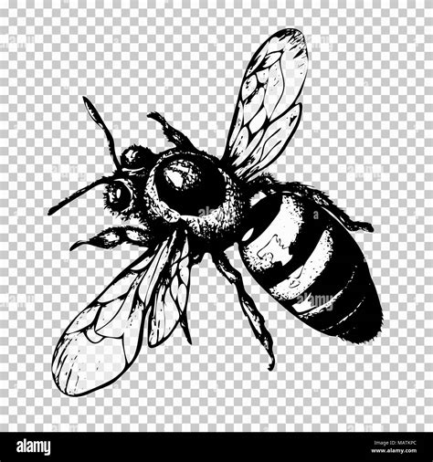 Bee hand drawing, black sketch insect on a transparent background ...