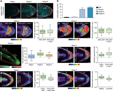 Ckx2 Modulates Asymmetric Cytokinin Signaling In Emerged Lateral Roots