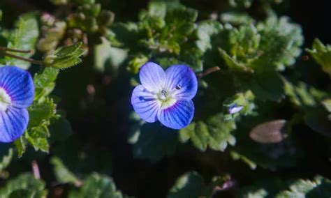 Small blue flowers Stock Photos, Royalty Free Small blue flowers Images ...