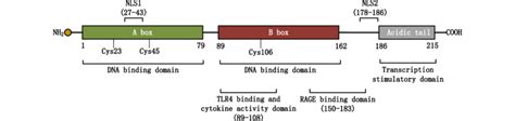 The Structure And Function Of Hmgb1 Hmgb1 Contains Two Dna Binding